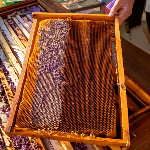 Honey on Wood Frames