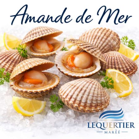 Amande de Mer — Dog Cockle (Glycymeris glycymeris) コックル