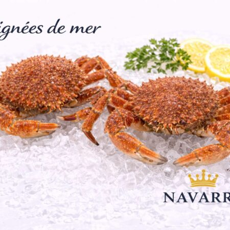 Spider Crab — Marine Intensity European Spider Crab (Maja brachydactyla) クモガニ