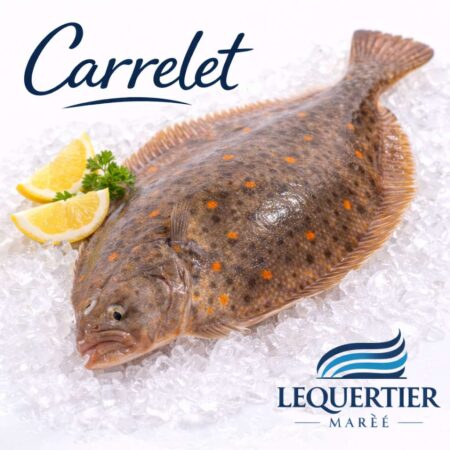 Carrelet — European Plaice (Pleuronectes platessa) ヨーロッパヒラメ