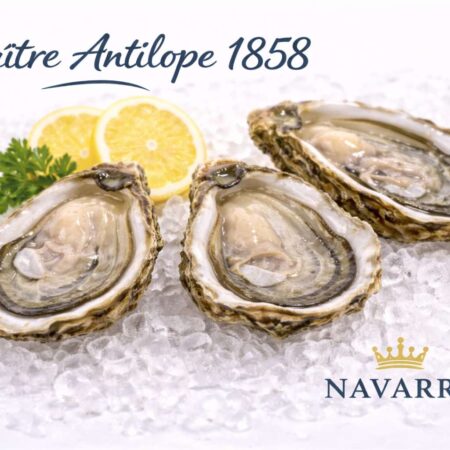Huître Antilope 1858 — French Cultivated Oyster of the Navarre Estate フランス産養殖牡蠣