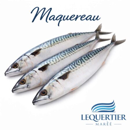 Maquereau — Atlantic Mackerel (Scomber scombrus) サバ