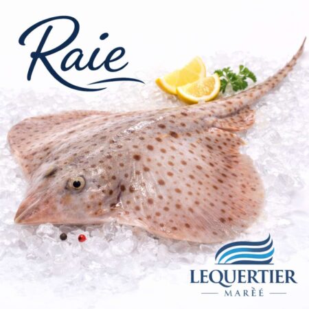 Raie — Atlantic Skate (Raja spp.)  スケート