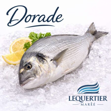 Dorade — Gilthead Sea Bream (Sparus aurata) タイ