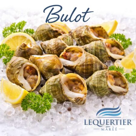 Bulot — Atlantic Whelk (Buccinum undatum) 巻貝