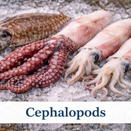 Cephalopods