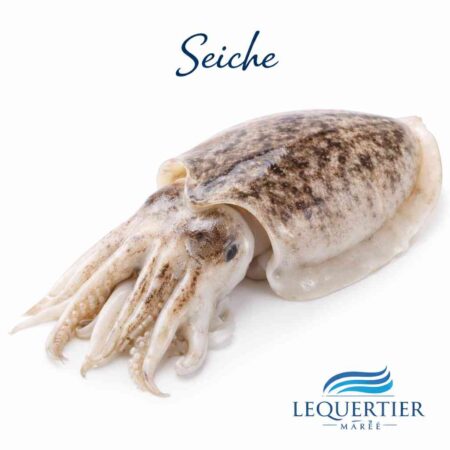 Seiche — European Cuttlefish (France)