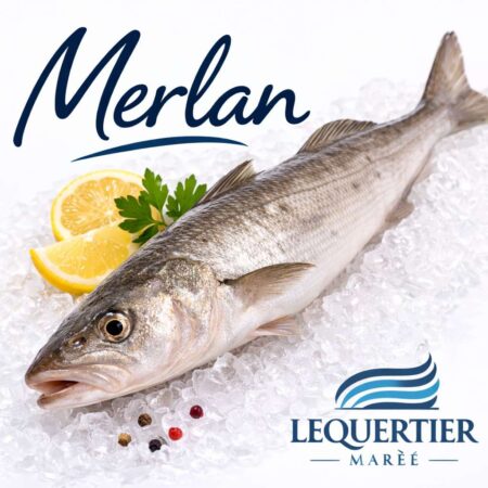 Merlan — Atlantic Whiting (Merlangius merlangus) ホワイティング