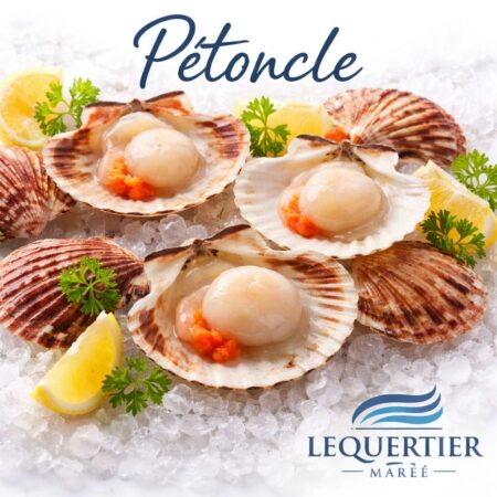 Pétoncle — Atlantic Queen Scallop (Aequipecten opercularis) ホタテ貝