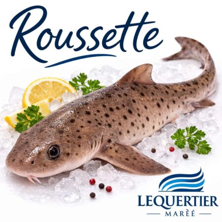 Roussette — Small-Spotted Catshark (Scyliorhinus canicula) ネコザメ