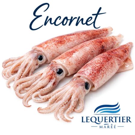 European squid (Loligo vulgaris) Encornet