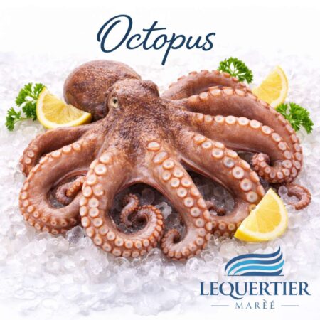 Poulpe — European Octopus (Octopus vulgaris) マダコ