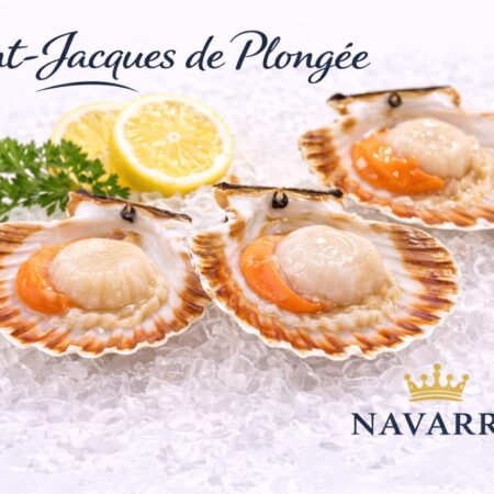Coquilles Saint-Jacques de Plongée — Hand-Dived Normandy Scallops ホタテ